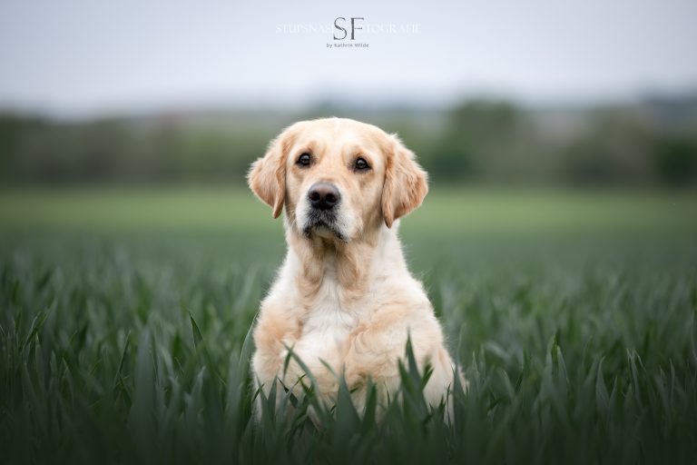 Mehr über den Artikel erfahren SRA- Markt Bibart