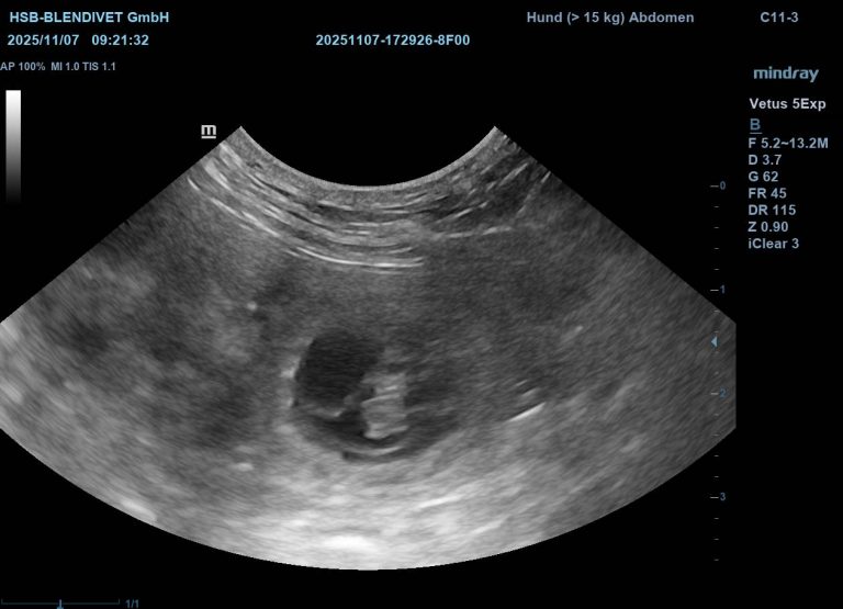 Mehr über den Artikel erfahren Wir erwarten Welpen!