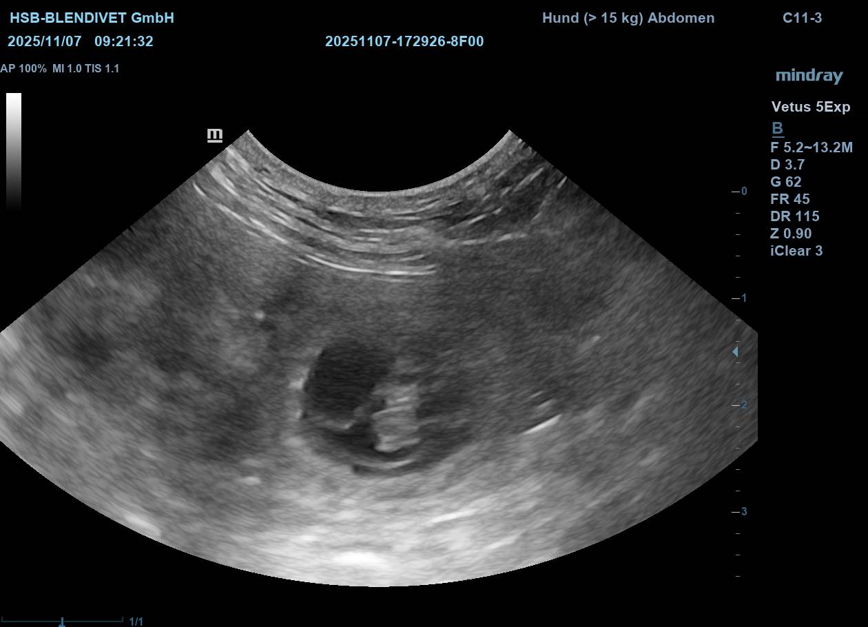 Wir erwarten Welpen!