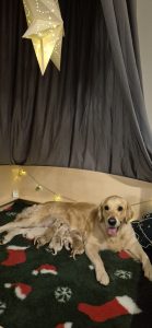 Mehr über den Artikel erfahren Unser A-Wurf ist gelandet!