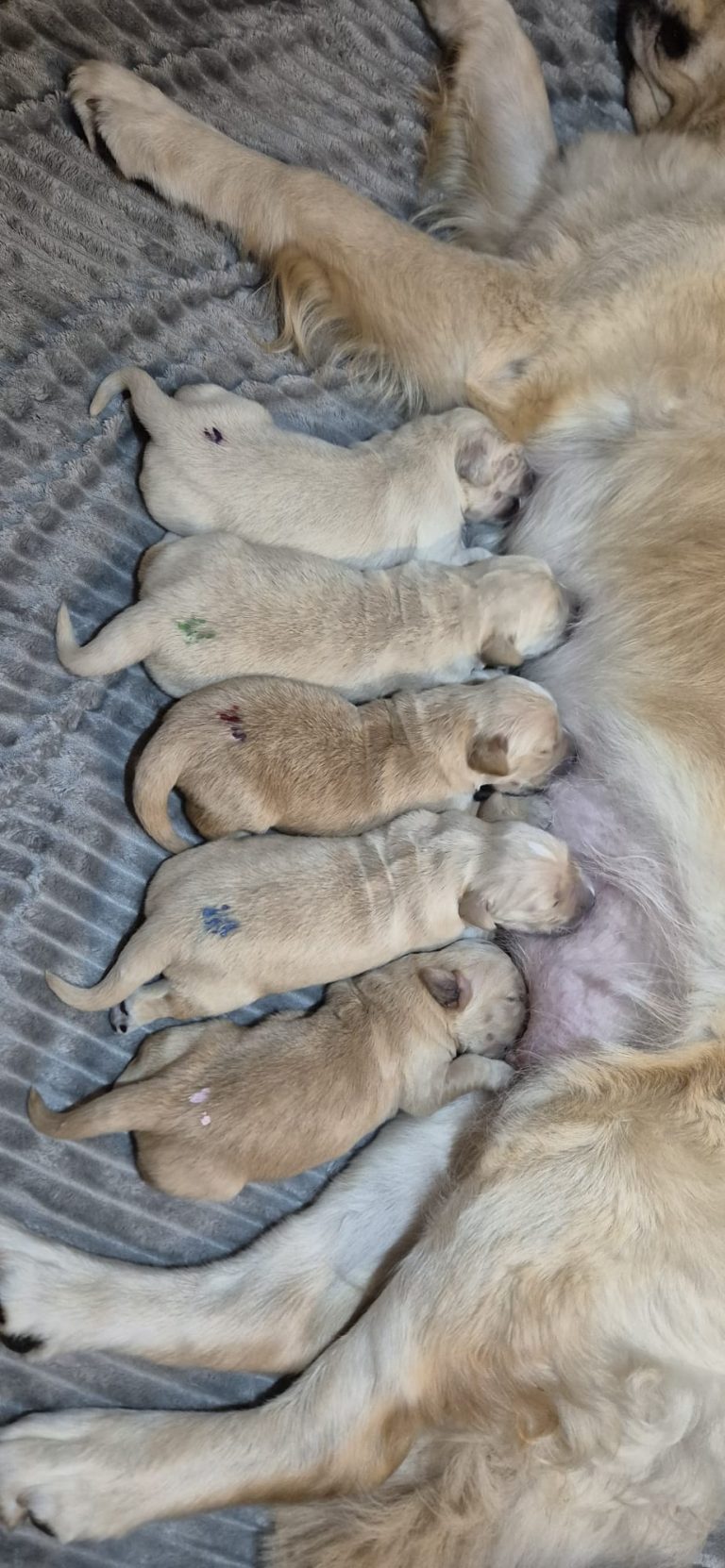 Ein Welpe sucht wieder sein perfektes Zuhause!